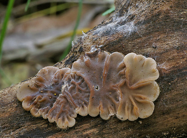 uchovka pásikavá Auricularia mesenterica (Dicks.) Pers.