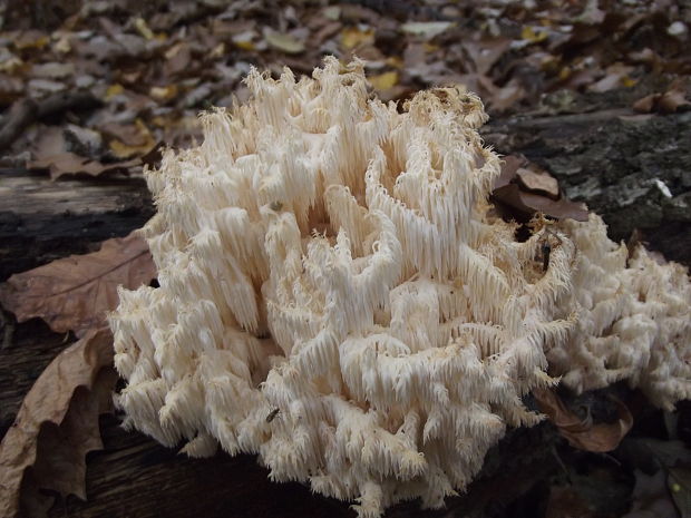 koralovec bukový Hericium coralloides (Scop.) Pers.