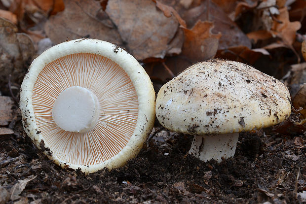 šťavnačka oranžová Hygrophorus abieticola Krieglst. ex Gröger & Bresinsky