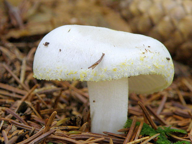 šťavnačka žltovločkatá Hygrophorus chrysodon (Batsch) Fr.