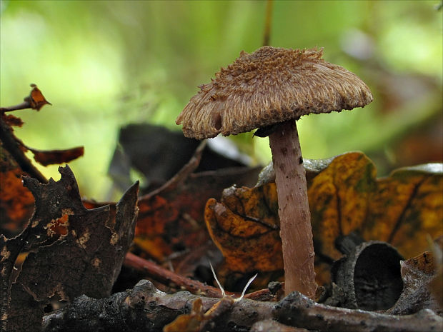 vláknica plavohnedá ? Inocybe cf.cincinnata var. cincinnata (Fr.) Quél. 1872