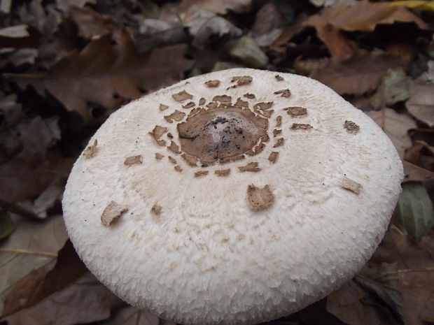 bedľa vysoká Macrolepiota procera (Scop.) Singer