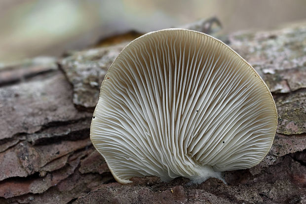 hliva buková  Pleurotus pulmonarius (Fr.) Quél.