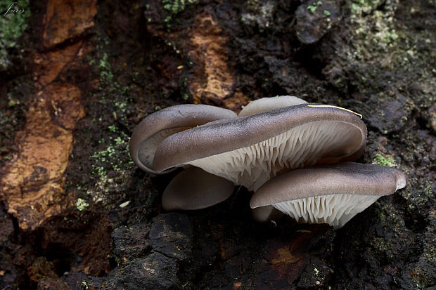 hliva Pleurotus sp.