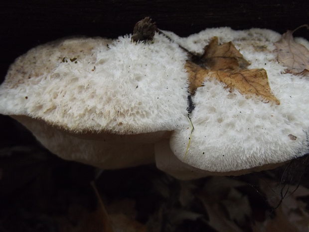 trúdnikovec Trametes sp.