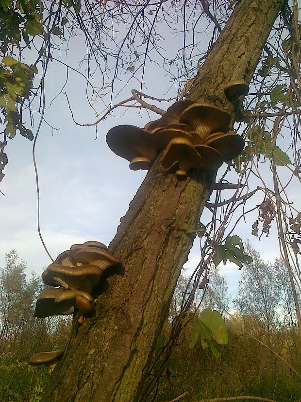 hliva ustricovitá Pleurotus ostreatus (Jacq.) P. Kumm.