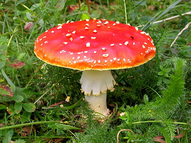 muchotrávka červená Amanita muscaria (L.) Lam.