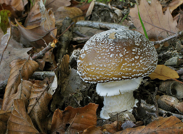 muchotrávka tigrovaná Amanita pantherina (DC.) Krombh.