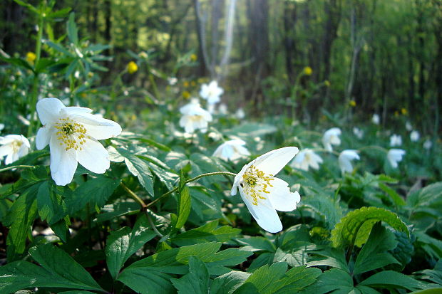 veternica hájna Anemone nemorosa L.