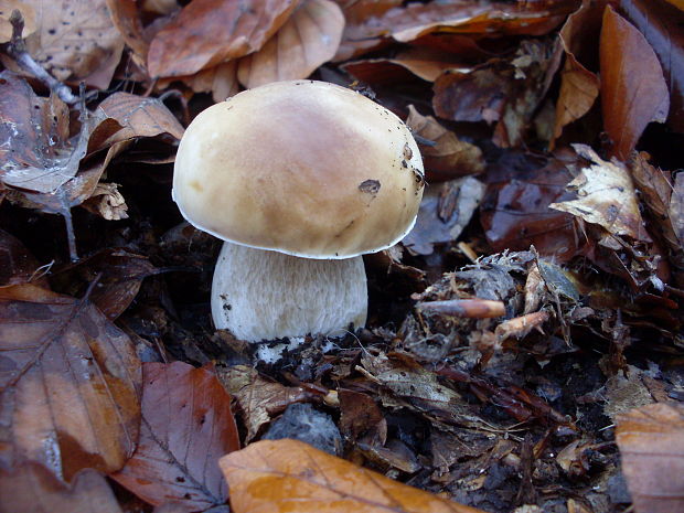 hríb smrekový Boletus edulis Bull.