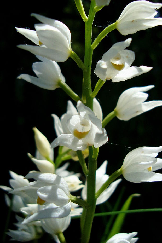 prilbovka dlholistá Cephalanthera longifolia (L.) Fritsch