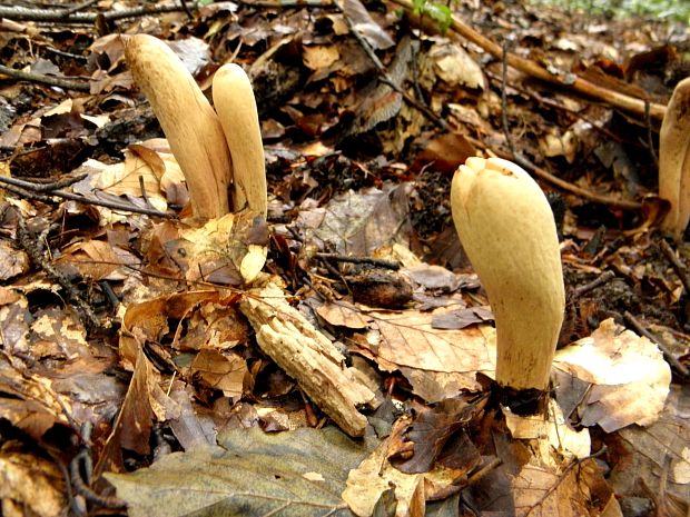 kyjak obrovský Clavariadelphus pistillaris (Fr.) Donk