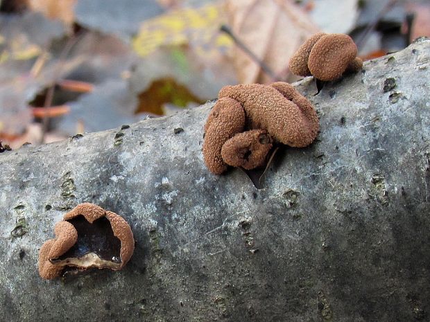 dutinovka otrubnatá Encoelia furfuracea (Roth) P. Karst.