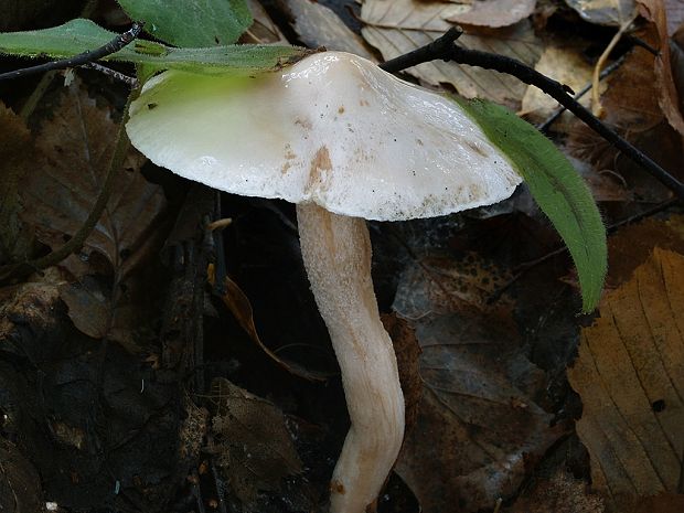 šťavnačka brezová Hygrophorus hedrychii (Velen.) K. Kult