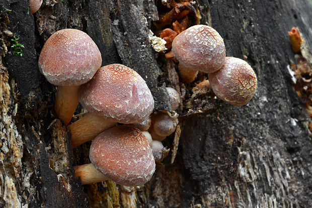 strapcovka tehlovočervená Hypholoma lateritium (Schaeff.) P. Kumm.