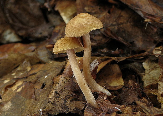 vláknica Inocybe auricoma? (Batsch) J.E. Lange