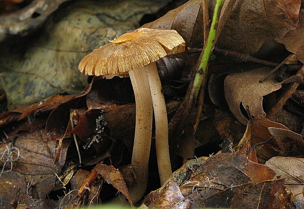 vláknica Inocybe auricoma? (Batsch) J.E. Lange