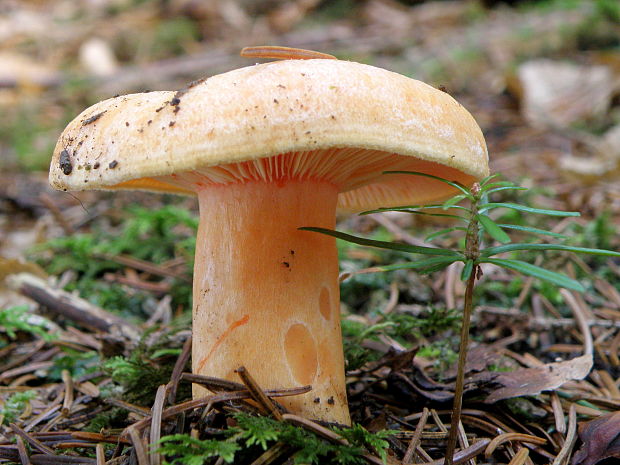 rýdzik lososovoružový  Lactarius salmonicolor R. Heim & Leclair