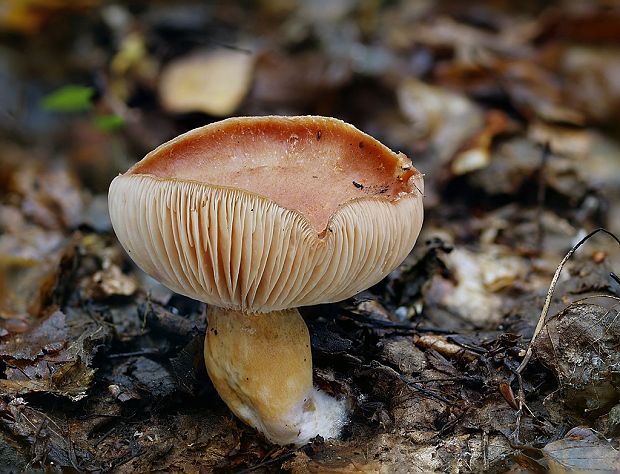 rýdzik kravský Lactarius torminosus (Schaeff.) Gray