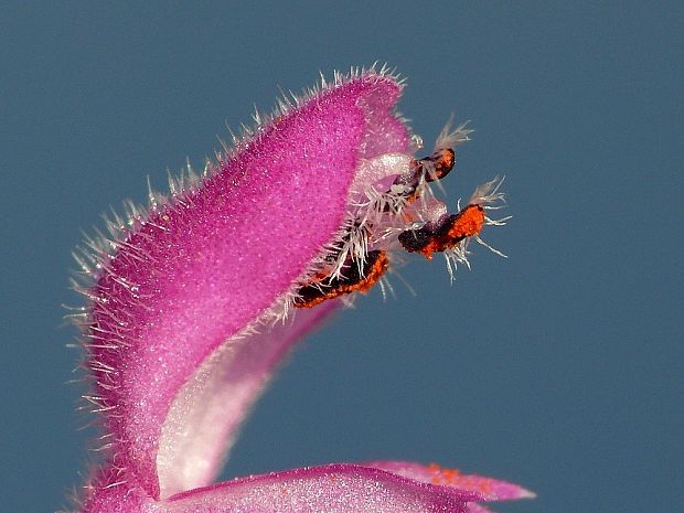 hluchavka purpurová Lamium purpureum L.