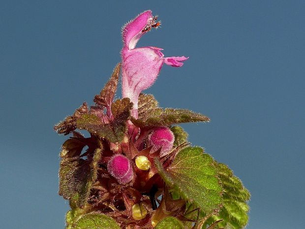 hluchavka purpurová Lamium purpureum L.