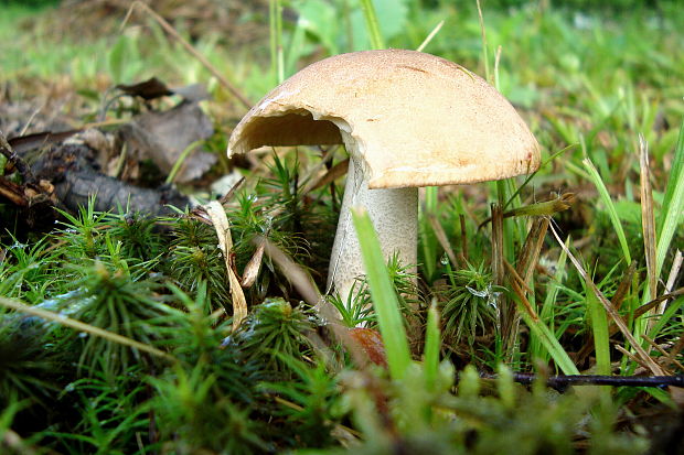 kozák brezový Leccinum scabrum (Bull.) Gray