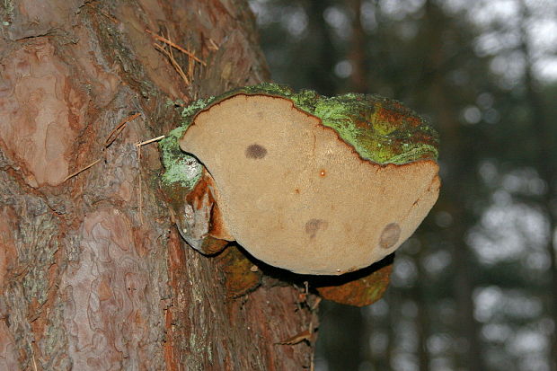 ohňovec sosnový Phellinus pini (Brot.) Bondartsev & Singer