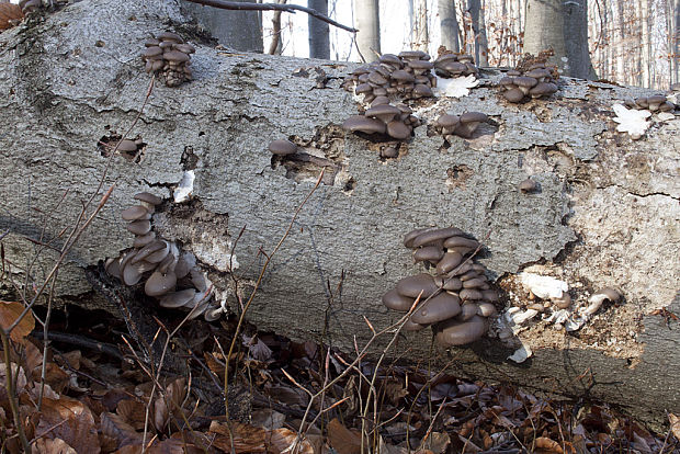 hliva ustricovitá Pleurotus ostreatus (Jacq.) P. Kumm.