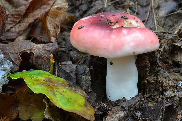 plávka Russula sp.