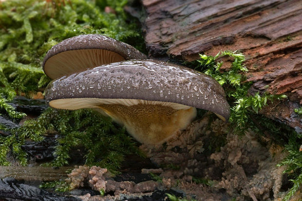 pňovka neskorá Sarcomyxa serotina (Pers.) P. Karst.