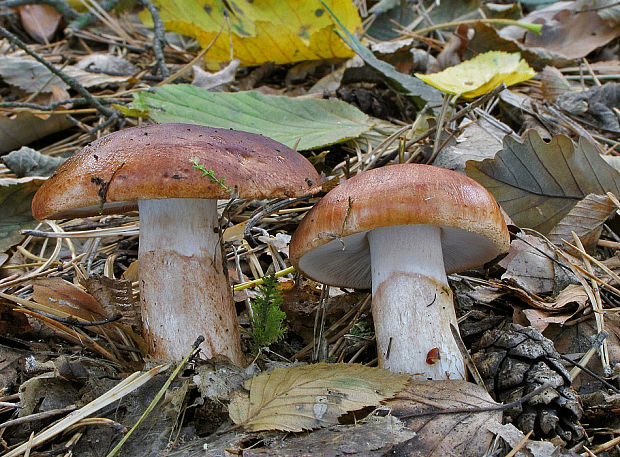 čírovka prstencová Tricholoma batschii Gulden