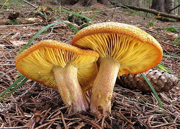 čírovec červenožltý Tricholomopsis rutilans (Schaeff.) Singer