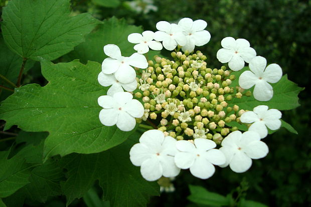 kalina obyčajná Viburnum opulus L.