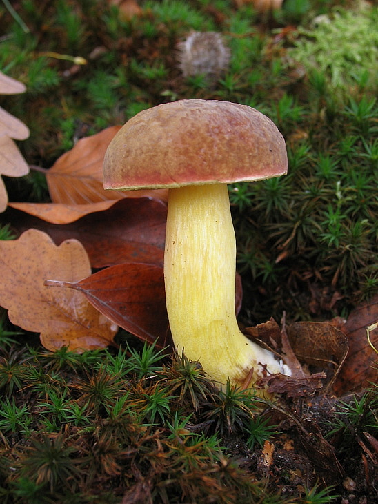 suchohríbnik zamatový Xerocomellus pruinatus (Fr. & Hök) Šutara