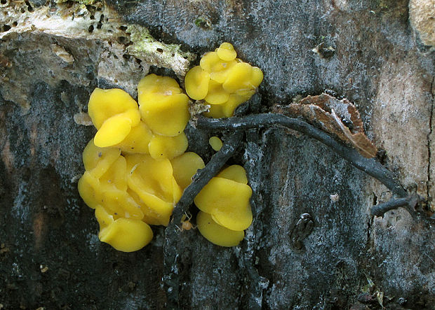 okrasník Bisporella sp.