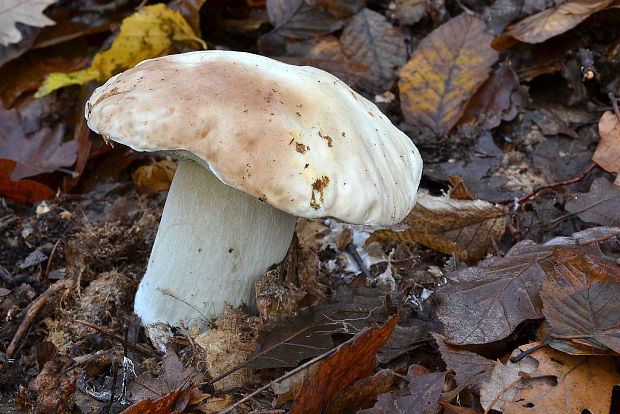 hríb smrekový Boletus edulis Bull.