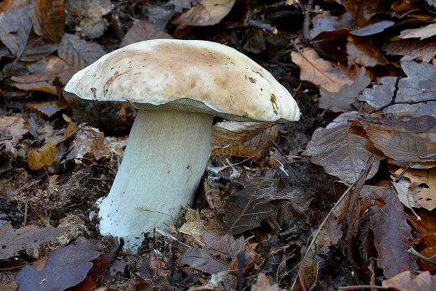 hríb smrekový Boletus edulis Bull.