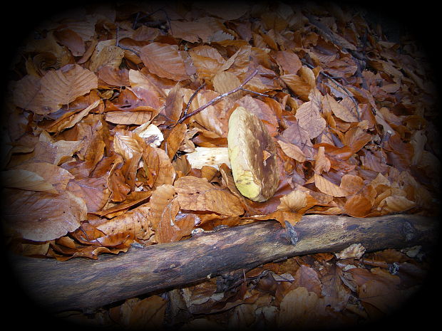 hríb Boletus sp.