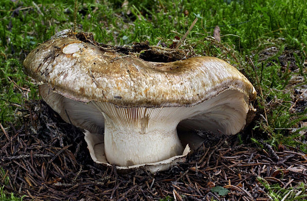 náramkovka cisárska Catathelasma imperiale (P. Karst.) Singer