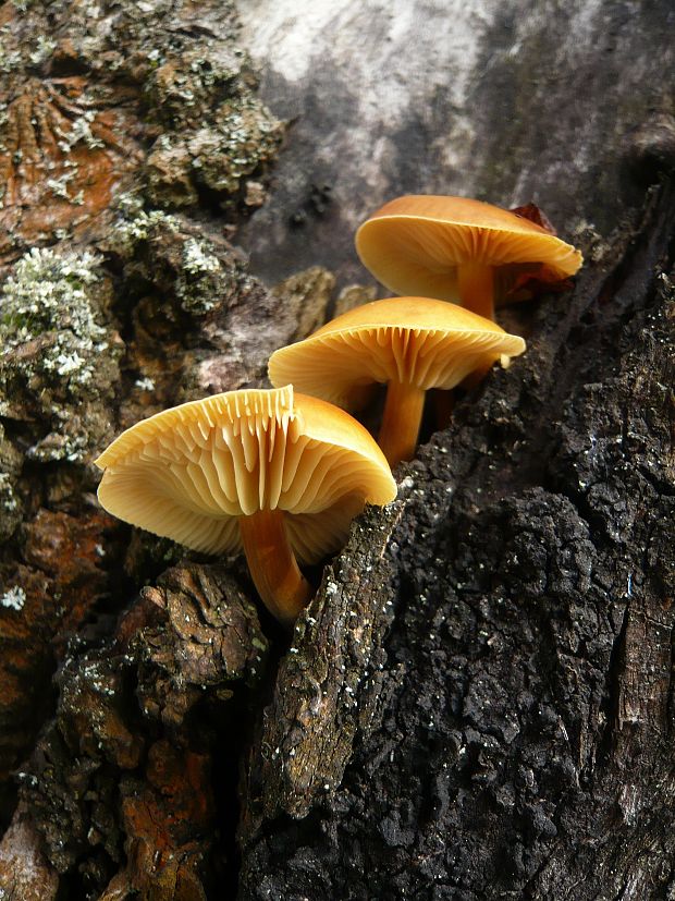 plamienka  Flammulina populicola Redhead & R.H. Petersen