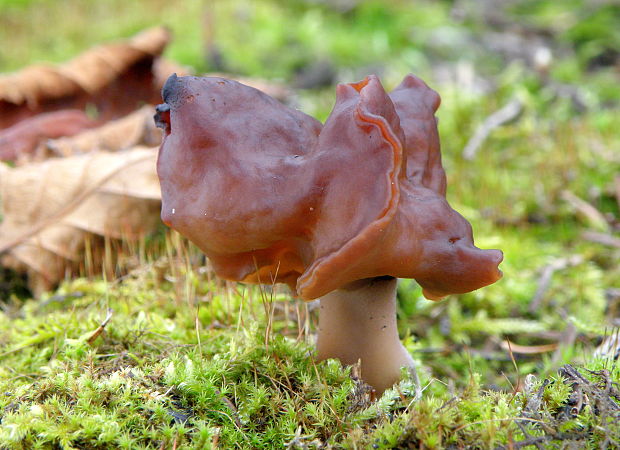 ušiak mitrovitý Gyromitra infula (Schaeff.) Quél.