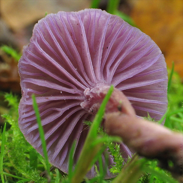 lakovka ametystová Laccaria amethystina (Huds.) Cooke