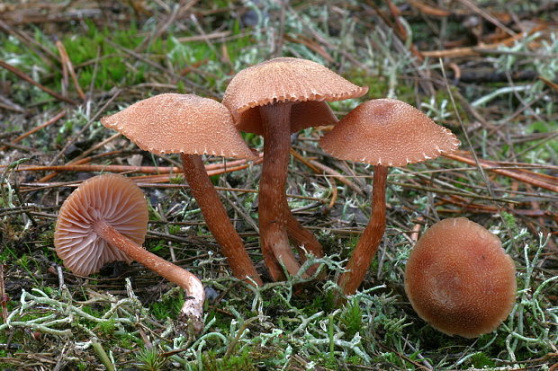 lakovka obyčajná Laccaria laccata (Scop.) Cooke