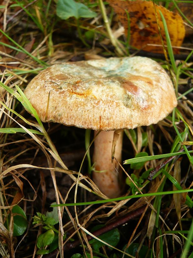 rýdzik hrdzavohnedý Lactarius quieticolor Romagn.