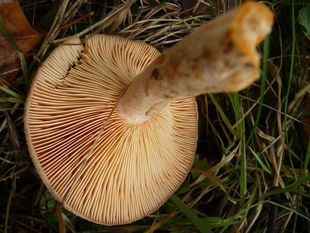 rýdzik hrdzavohnedý Lactarius quieticolor Romagn.