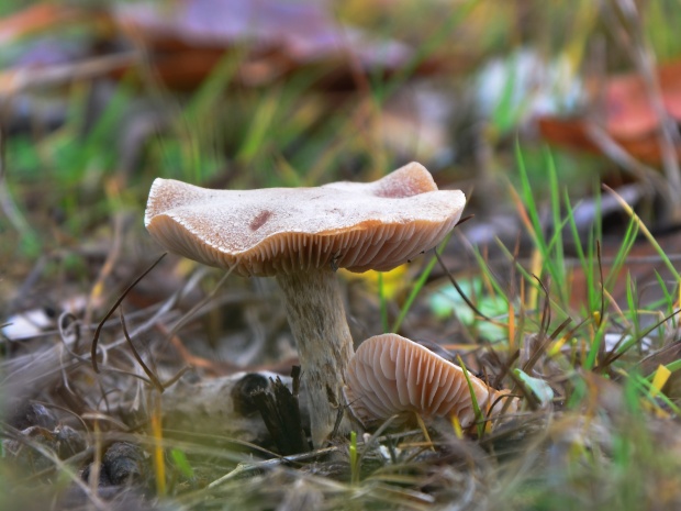 drobuľka topoľová Psathyrella populina (Britzelm.) Kits van Wav.