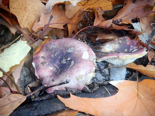 plávka tmavopurpurová Russula atropurpurea,