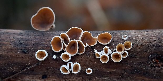 škľabka plstnatá Schizophyllum amplum (Lév.) Nakasone