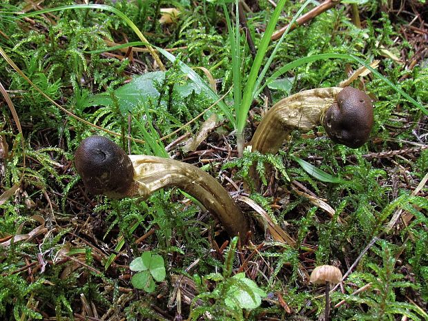 žezlovka hlavičkatá Tolypocladium capitatum (Holmsk.) Quandt, Kepler & Spatafora