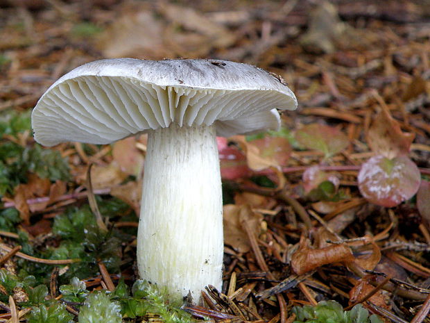 čírovka sivá Tricholoma portentosum (Fr.) Quél.